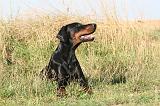 DOBERMANN 045